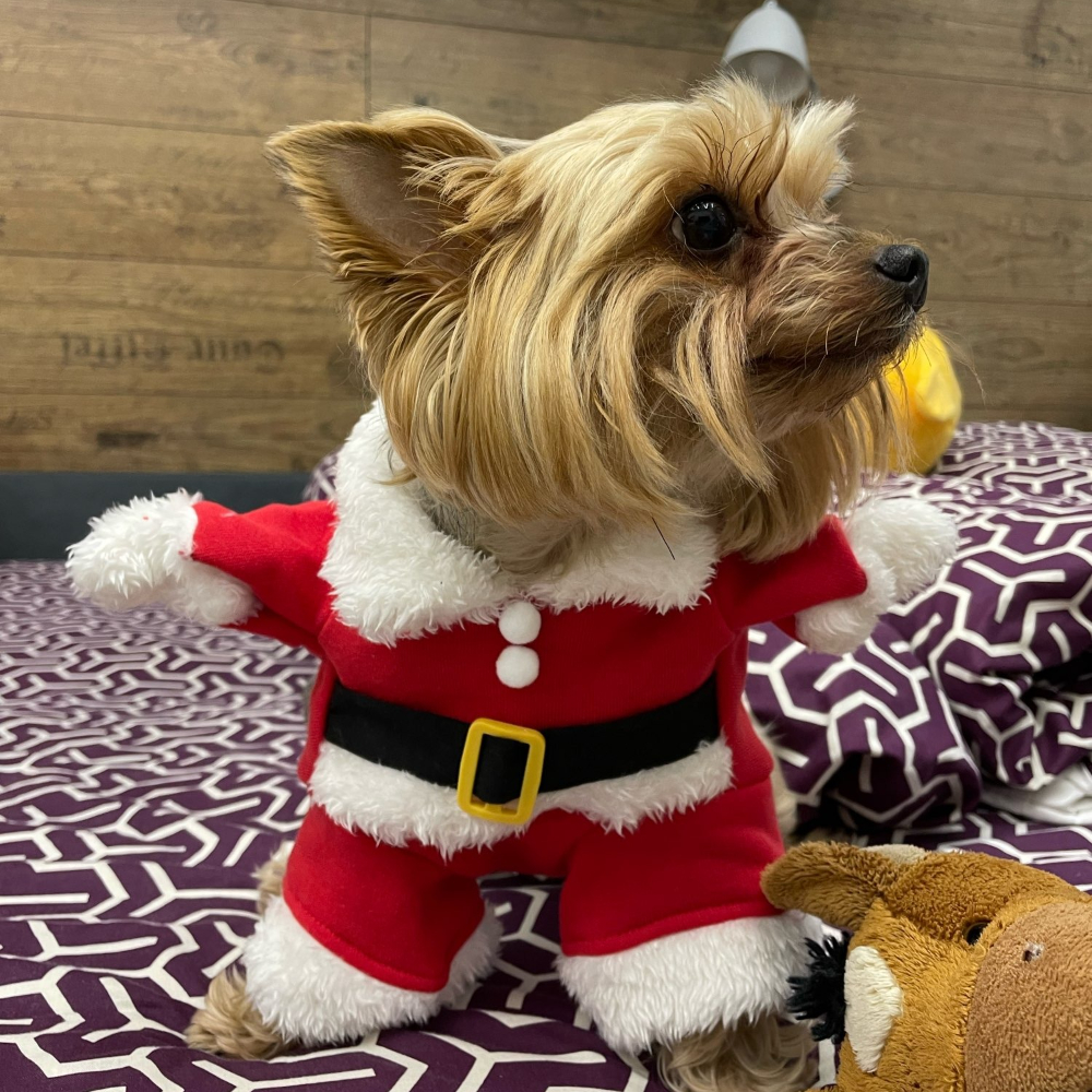 Winter Pet Dog Jacket Coat For - Winter Clothing Dress Up avaliação e preço